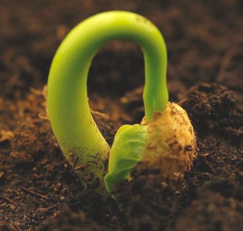 Seedling growing out of the soil